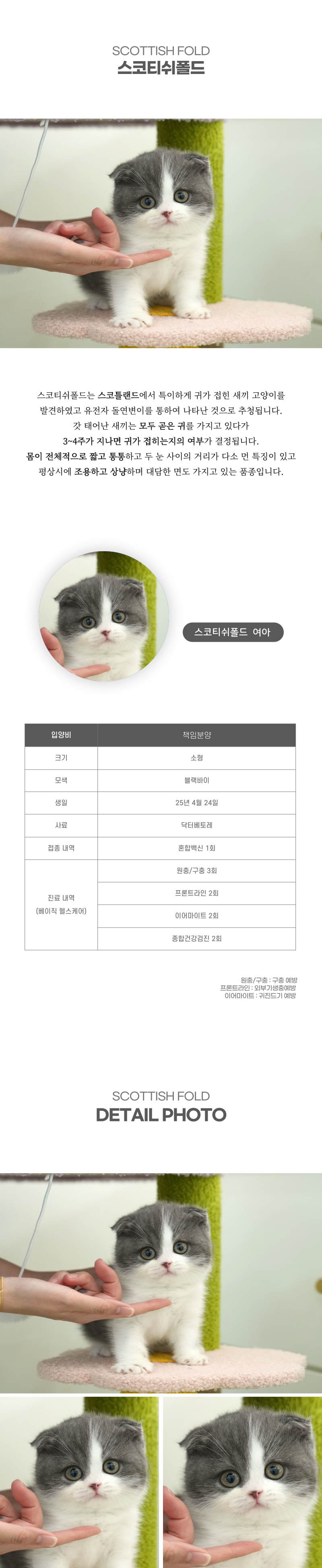 스코티쉬폴드_상세이미지_2